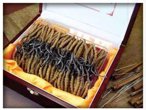 夹江冬虫夏草回收